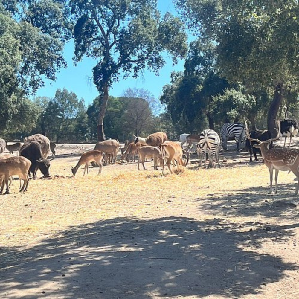 Parque Safari Badoca
