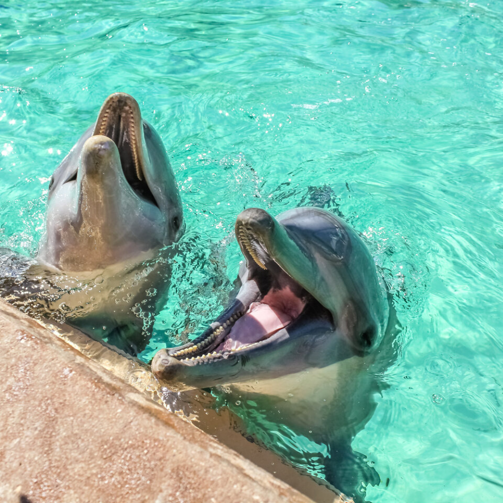 Excursão à Arrábida para observação de golfinhos na natureza.