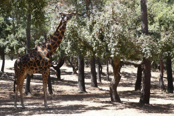 Badoca Safari Park I